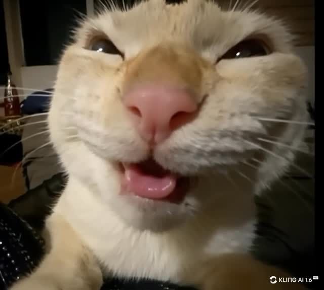 A cat image