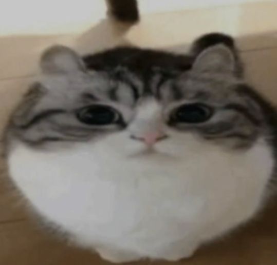 A cat image