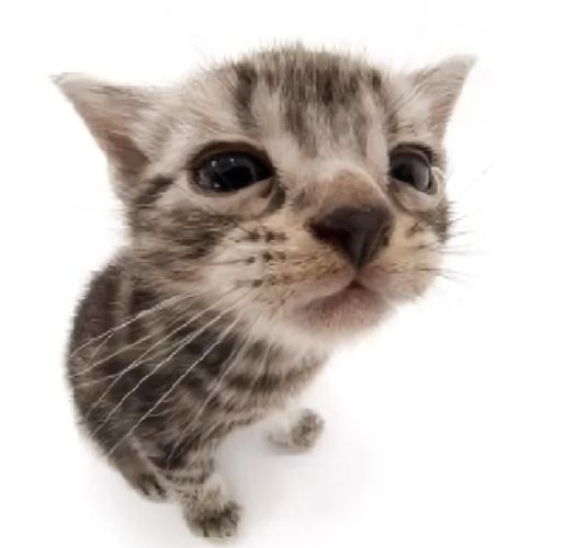 A cat image