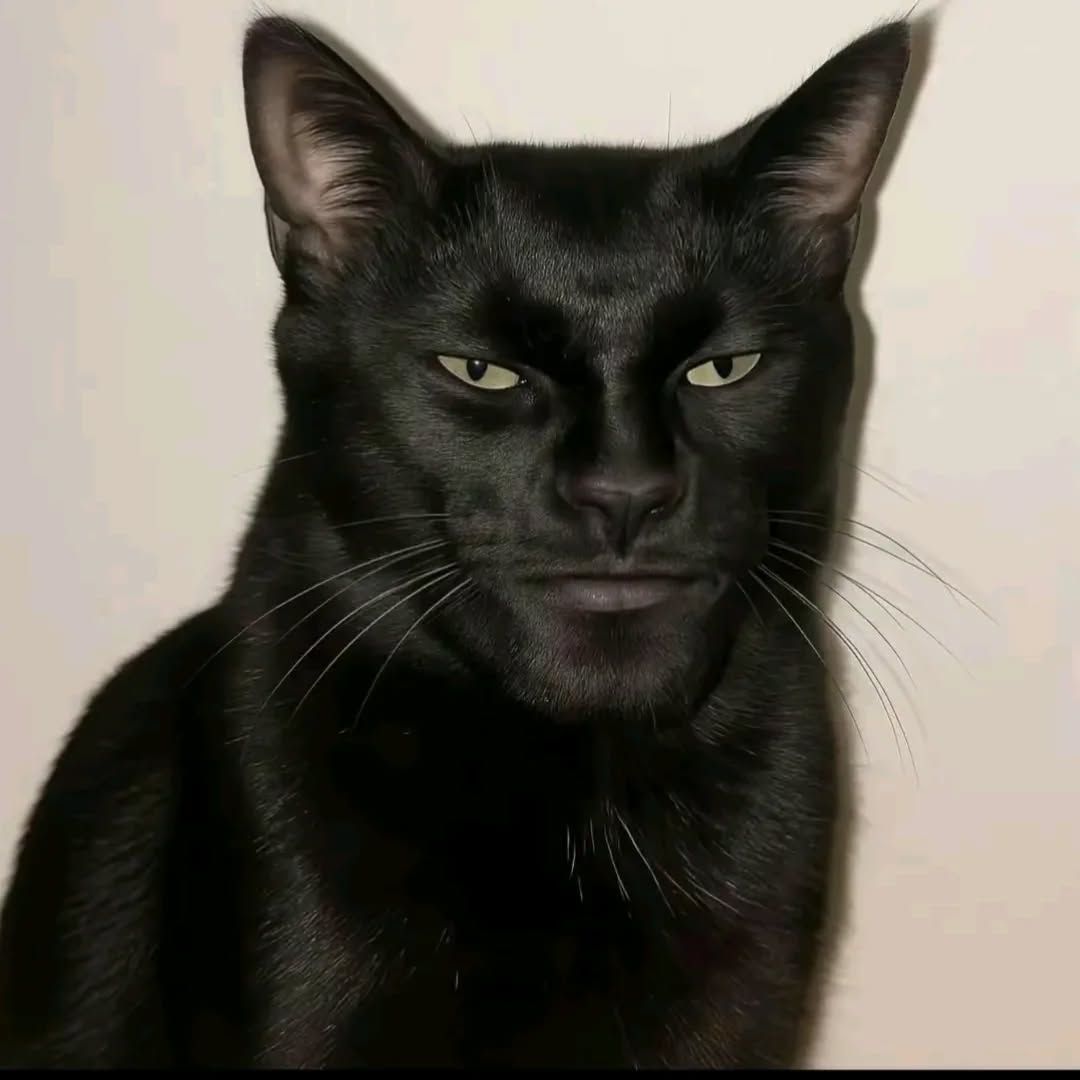 A cat image