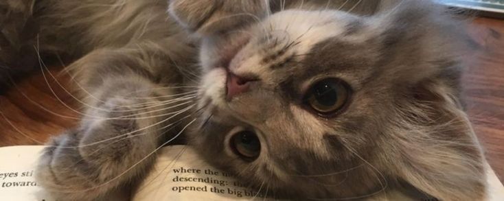 Cat Banner - So cute :D